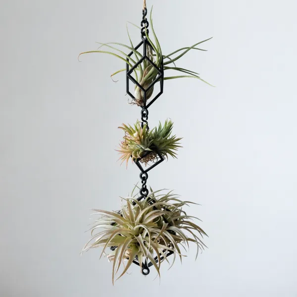 Hanging Air Plant Holder