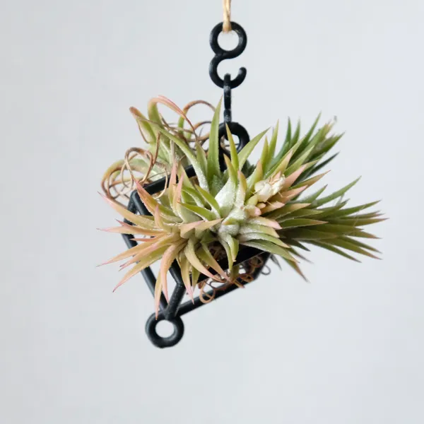 Hanging Air Plant Holder