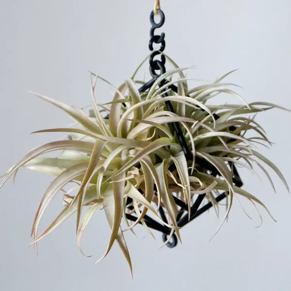 Hanging Air Plant Holder