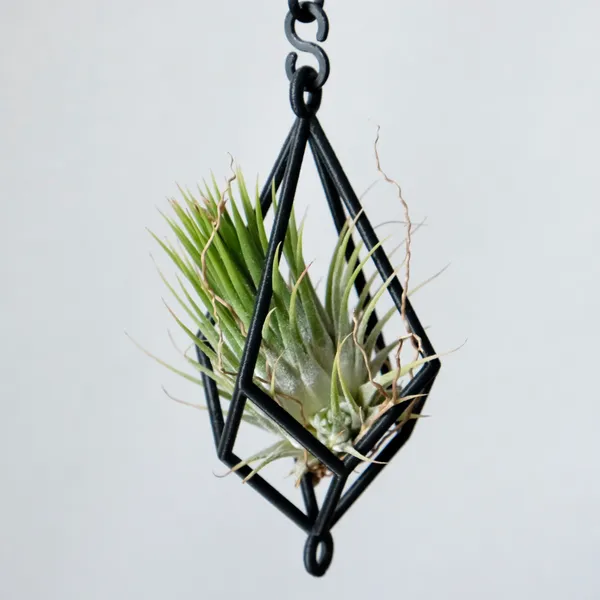 Hanging Air Plant Holder