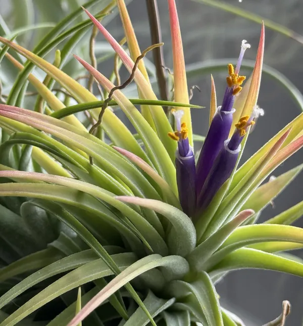 Ionantha Maxima