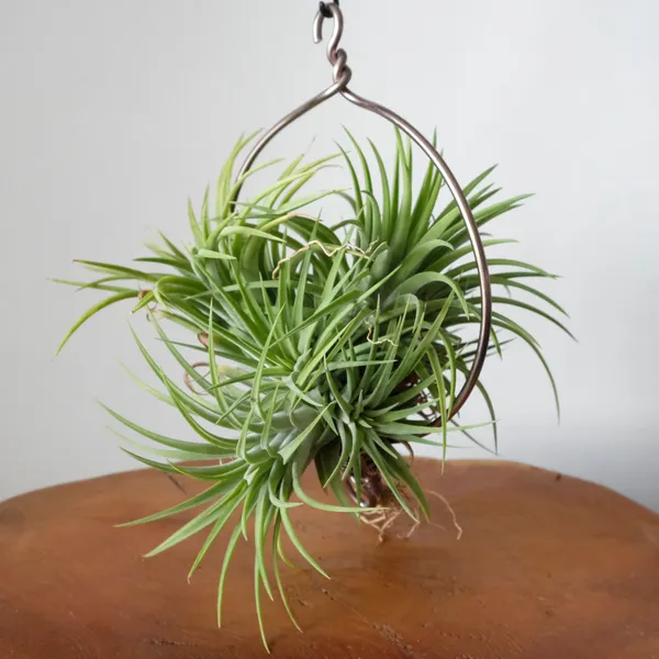Ionantha Maxima